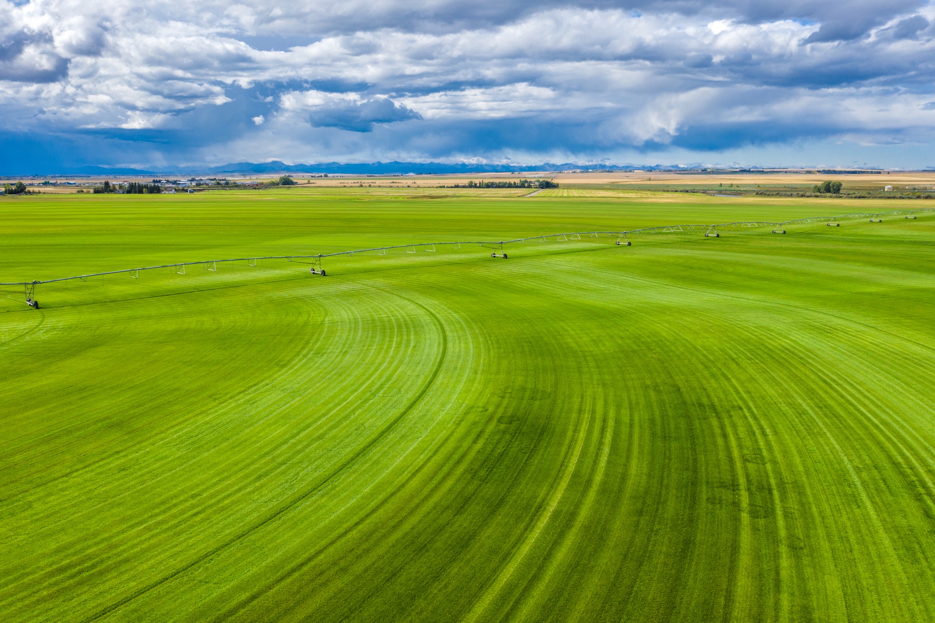 A canola field