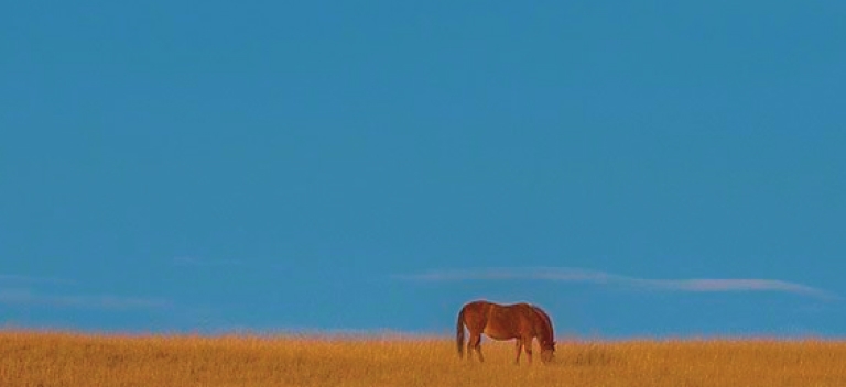 Horse in a field